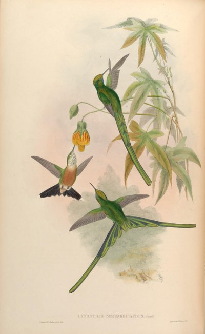 Cynanthus smaragdicaudus = Aglaiocercus kingi smaragdinus by John Gould
